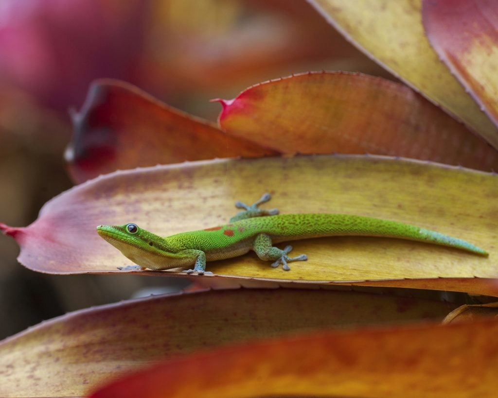 Gold dust day gecko aka Phelsuma Laticauda on a leaf