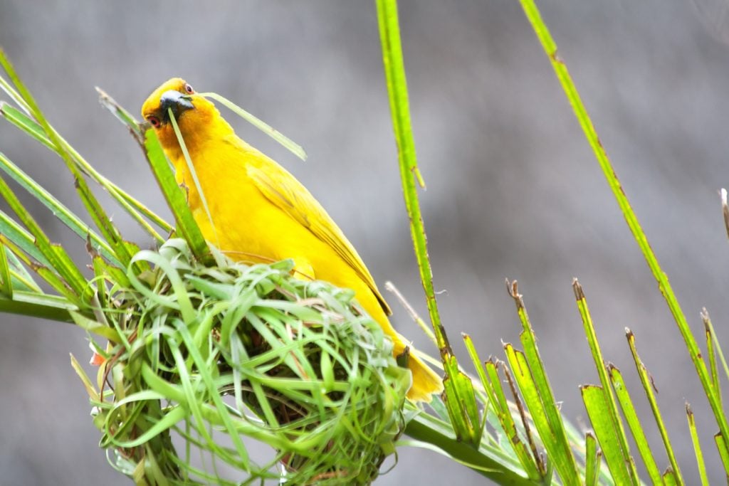 Golden palm weaver is building a new nest with green palm fibers