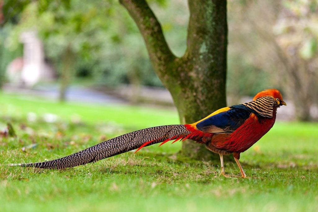 Colorful golden pheasant aka Chrysolophus Pictus