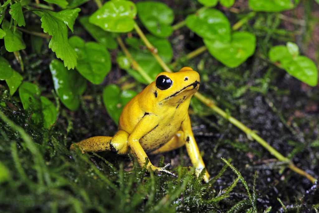 Golden poisonous frogs sitting in the green forrest floor