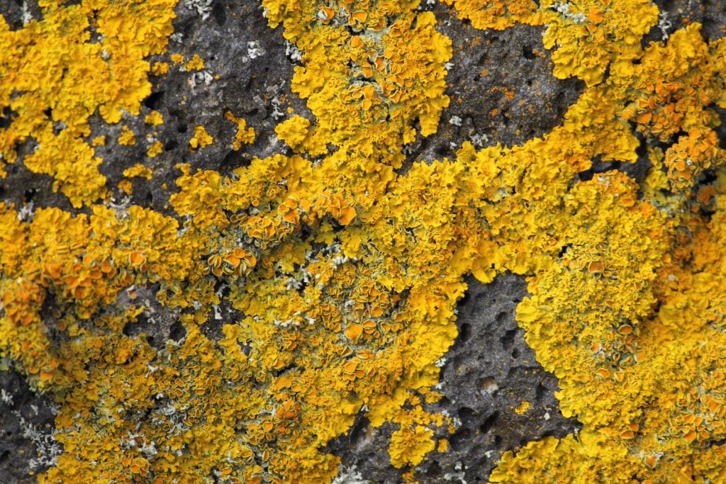 Golden shield lichen growing on a rock in different nuances of yellow and a hint of orange