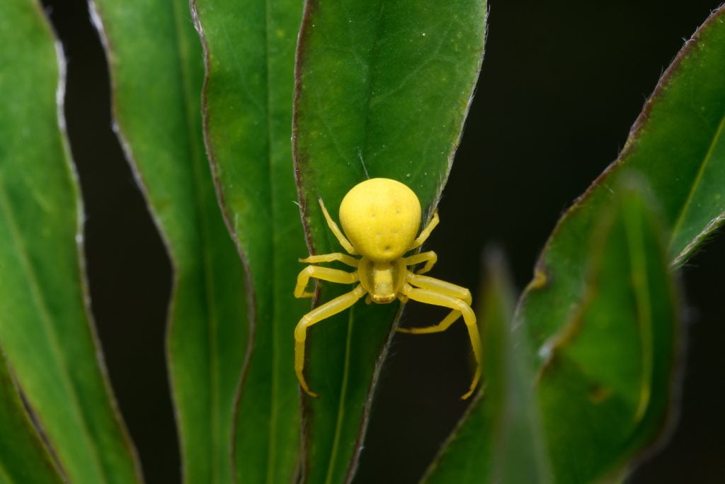 Goldenrod crab spider in yellow sitting on green plant leaf