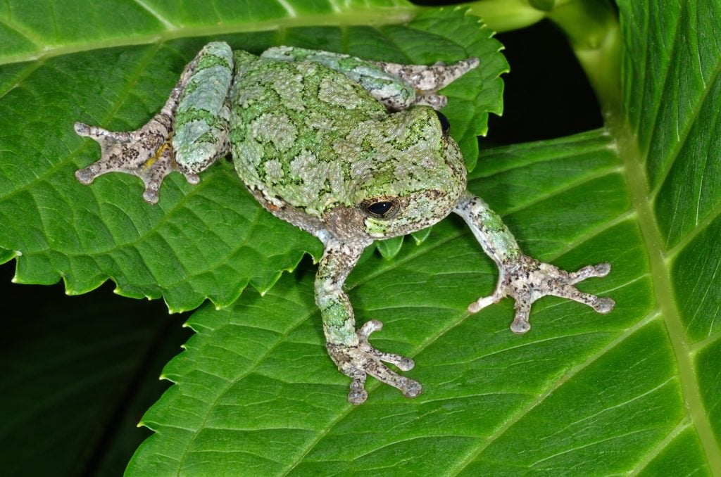 Gray Tree Frog sitting on a leaf. The frogs color is primarily green with a touch of grey