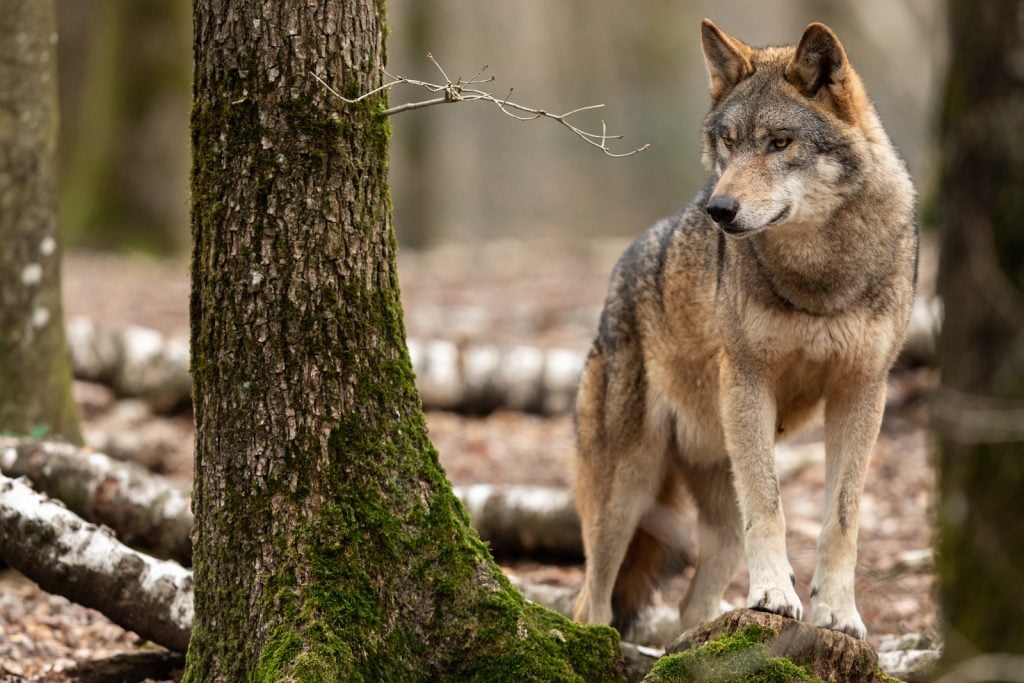 Gray wolf standing on a tree stump in the forrest