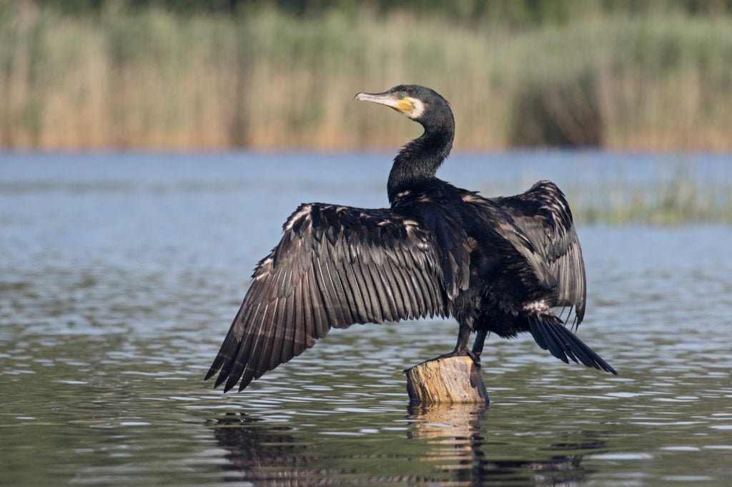 The great cormorant or Phalacrocorax Carbo also known as the black shag