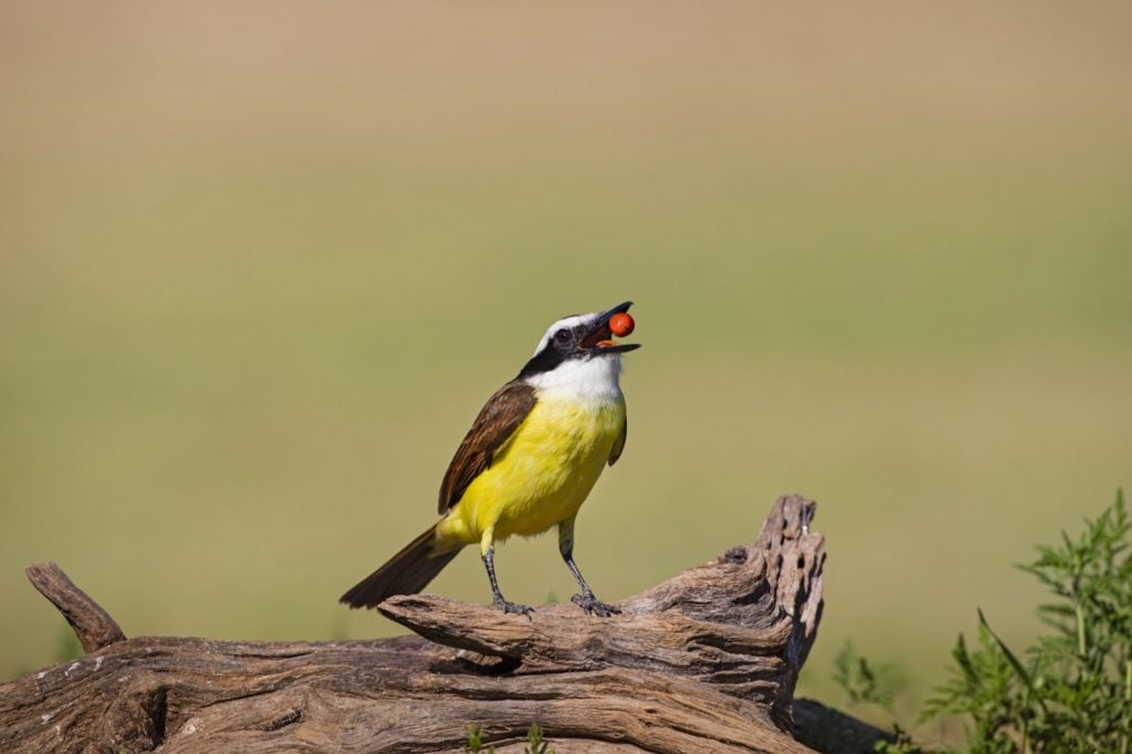 Great kiskadee or Pitangus Sulphuratus feeding on a berry