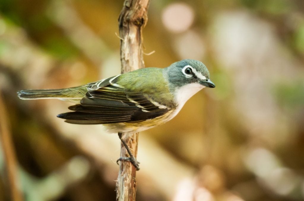Green-backed blue-headed Vireo Solitarius on a branch