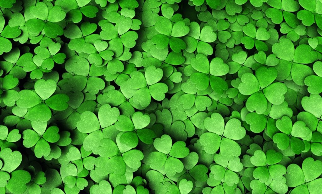 Top view of green four-leaf clovers symbolizing luck