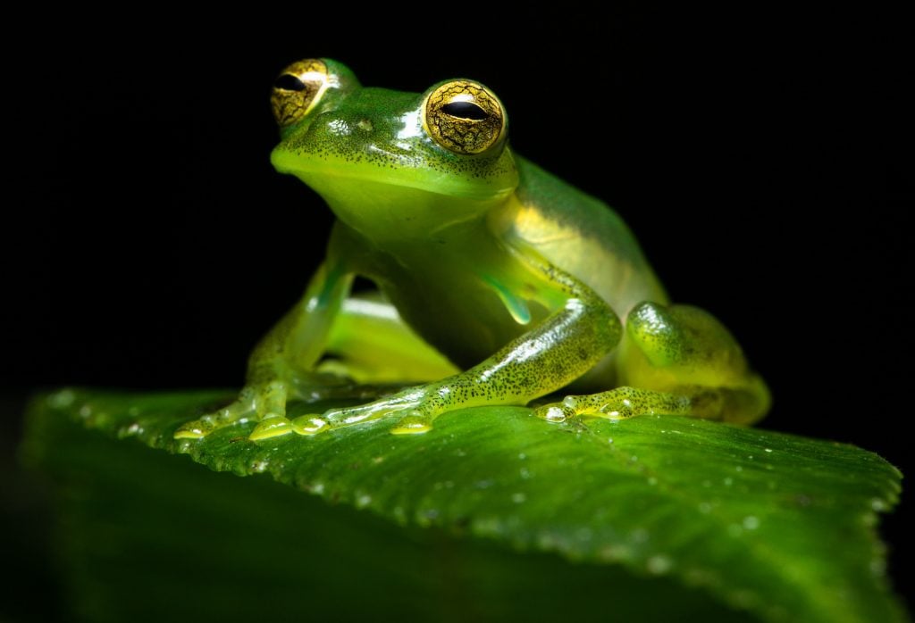 Close up of an emerald glass frog or Nicaragua Giant Glass Frog sitting on a green leaf