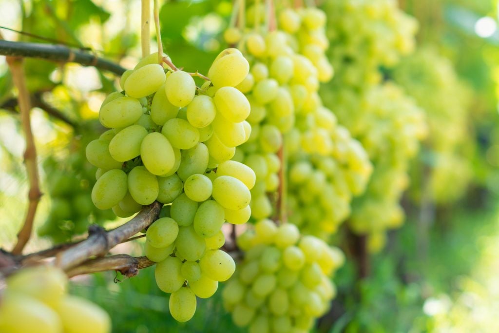 Green grapes on hanging on the grape wine