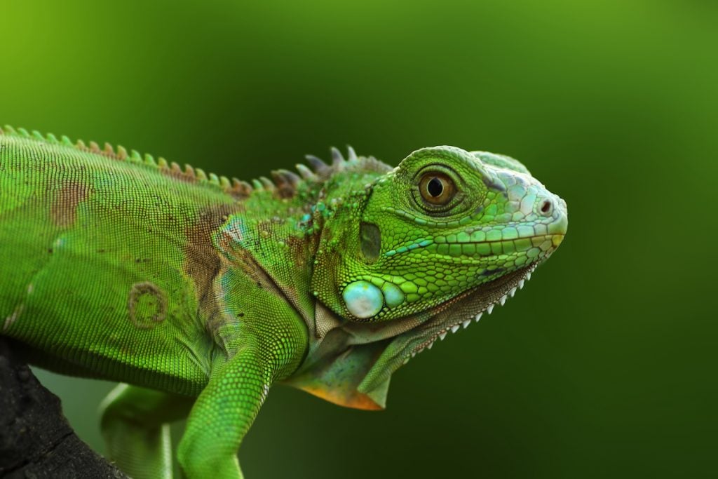 Closeup of colorful green Iguana