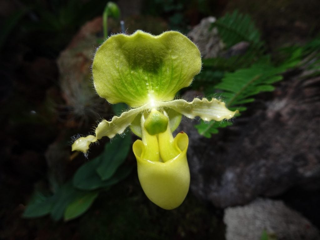 green exotic ladyslipper orchid