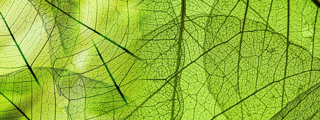 Green leaves see-through texture