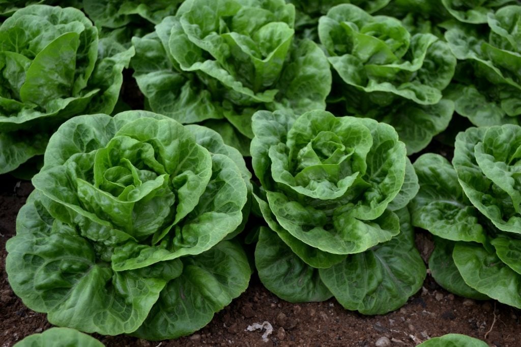 Big fresh green lettuce in the garden waiting to get harvested