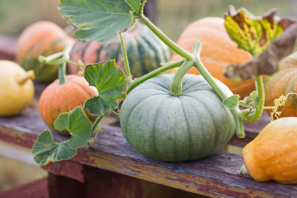 11 Pumpkin Colors And Their Meanings Color Meanings