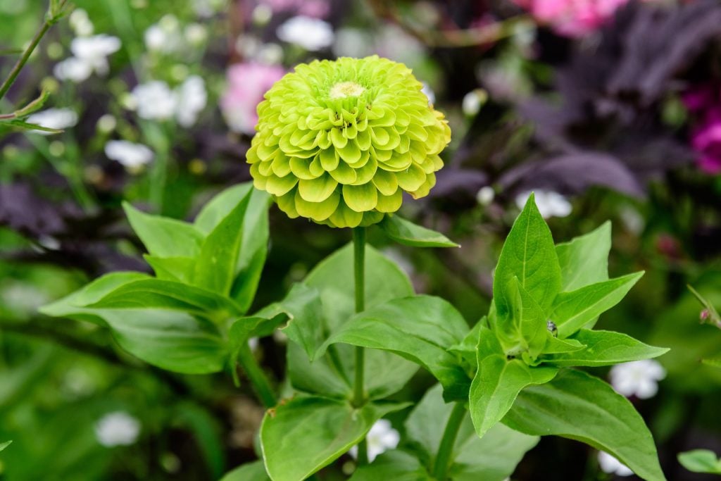 closeup of green zinnia flower in a garden