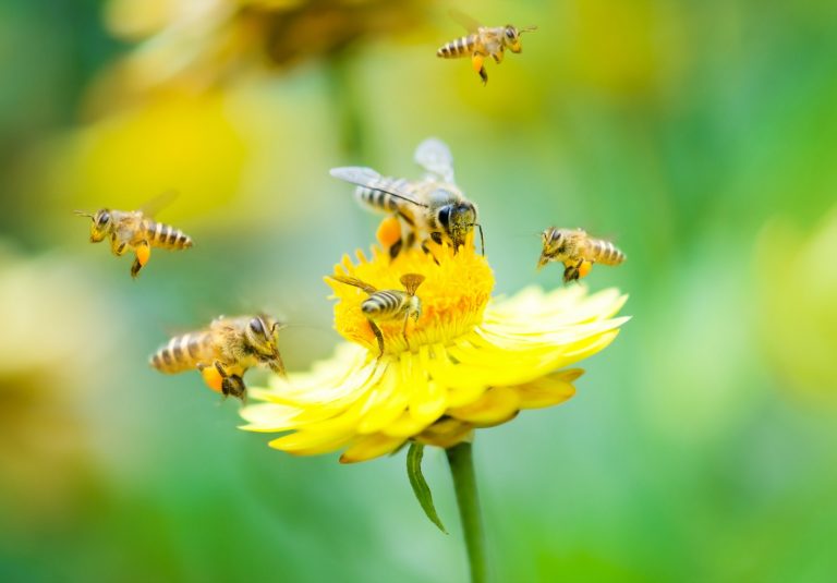 What Colors Are Bees and Wasps Attracted To? | Color Meanings