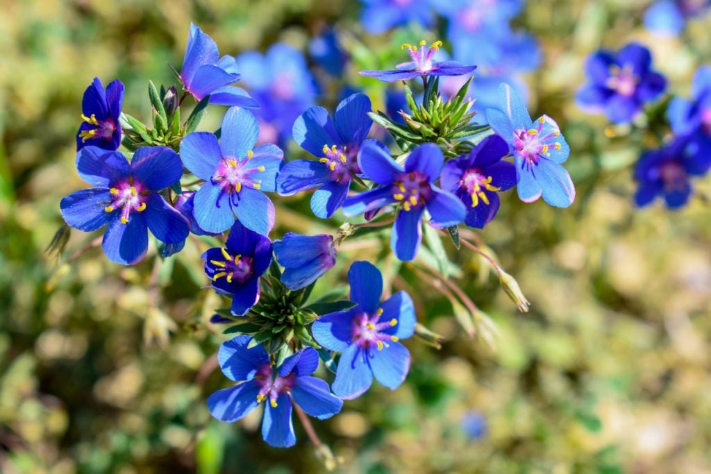 Group of blue Scarlet Pimpernel flowers
