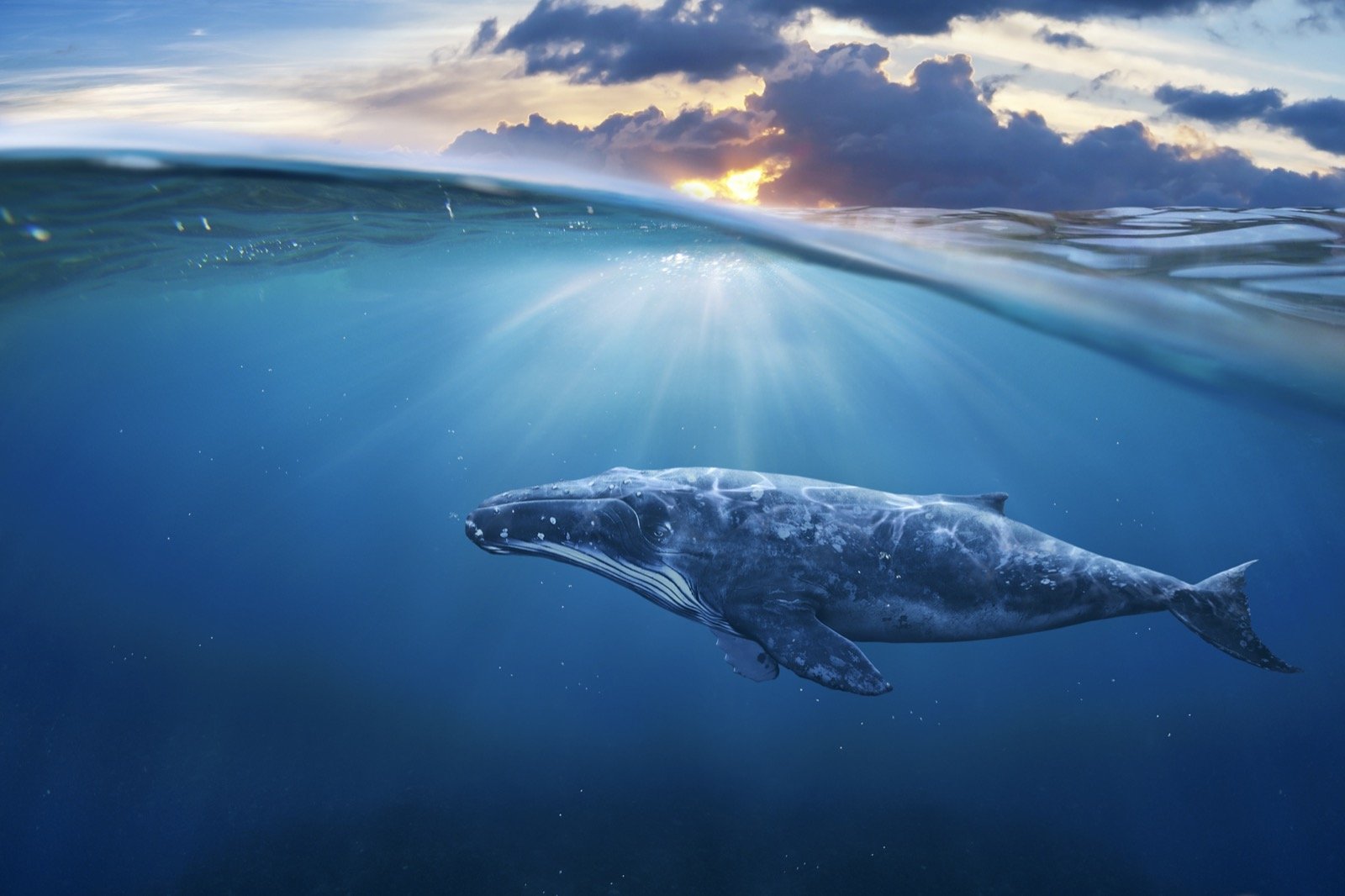101 Things That Are Blue in Nature (Visual List)