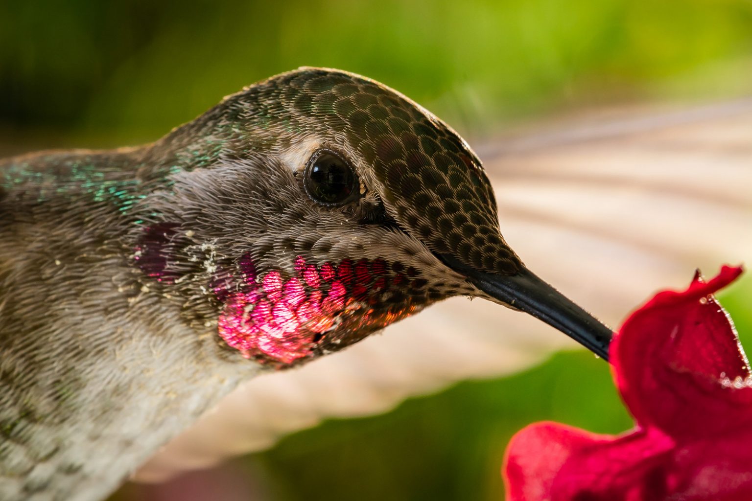 what-colors-attract-hummingbirds-and-how-many-colors-can-they-see