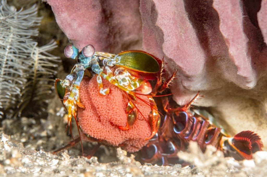 High detail color photograph of a mantis shrimp holding her eggs