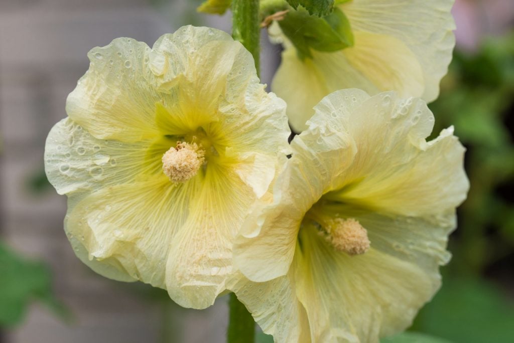 Yellow alcea hollyhock flowers with dew on the petals