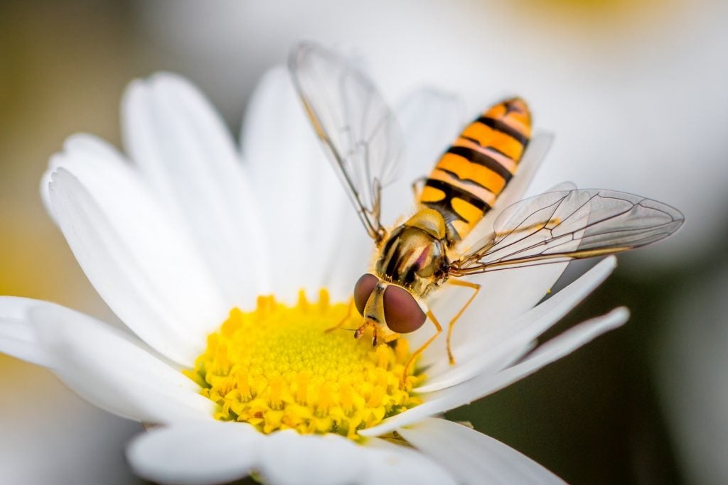 Hoverfly eating from a daisy flower