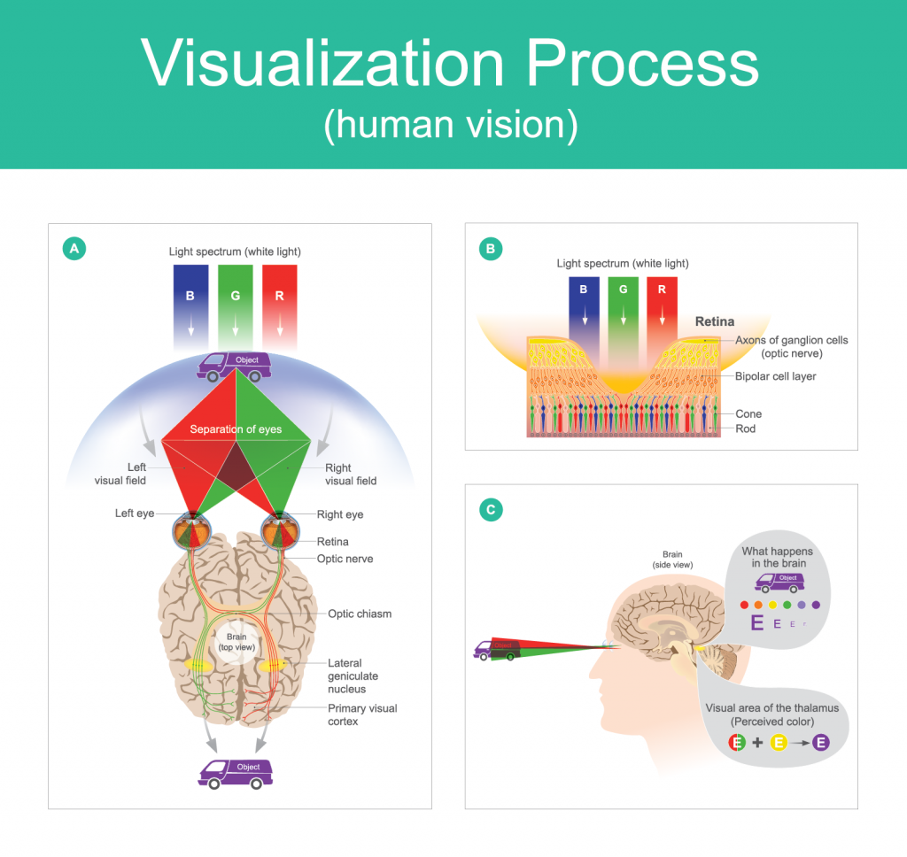 Illustration of the visualization process of human color vision from seeing with the eyes to processing in the brain