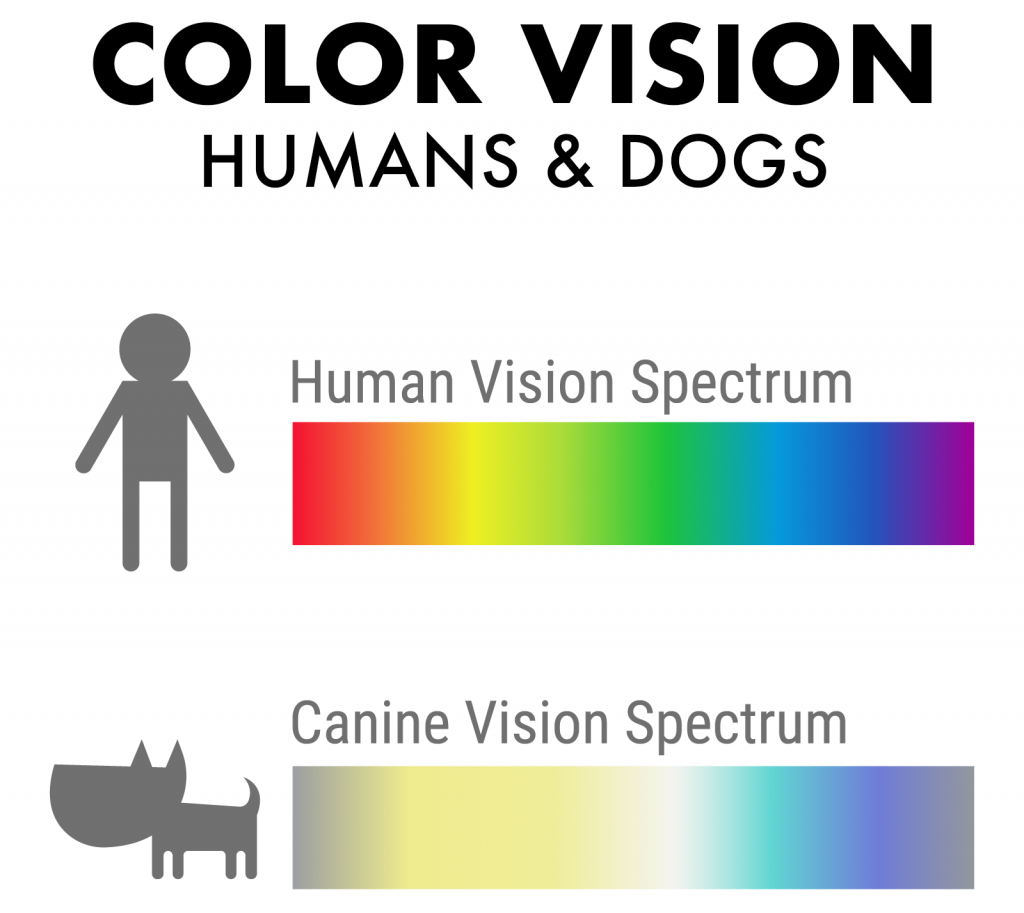 Are Dogs and Cats Colorblind?