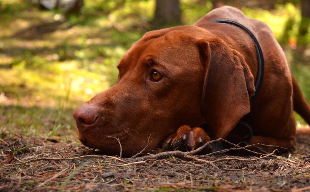 Hungarian vizsla with red colored coat in the forest