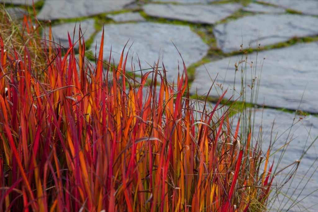 Red Japanese Blood Grass beside stone walkway