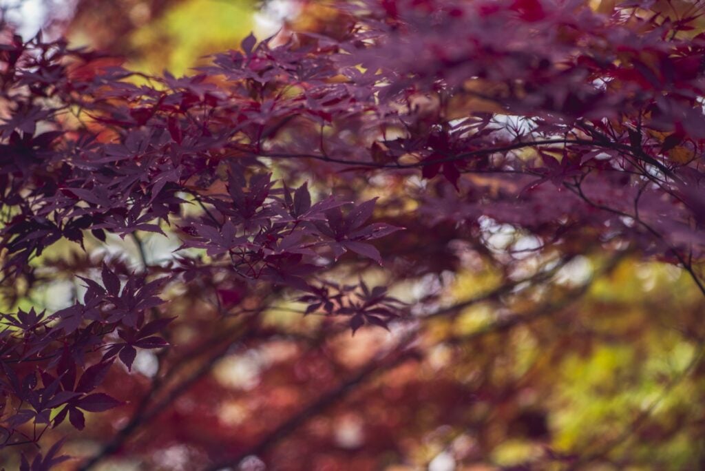 Japanese maple tree with purple leaves
