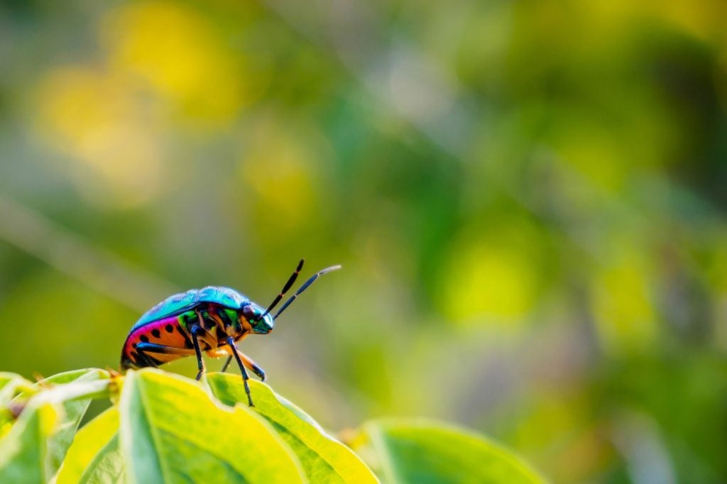 Colorful jewel bug aka Scutiphora Pedicellata in nature