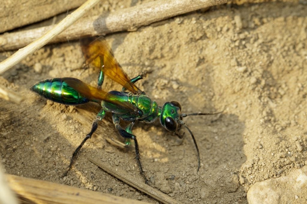 Jewel wasp or emerald cockroach wasp aka Ampulex Compressa on the ground