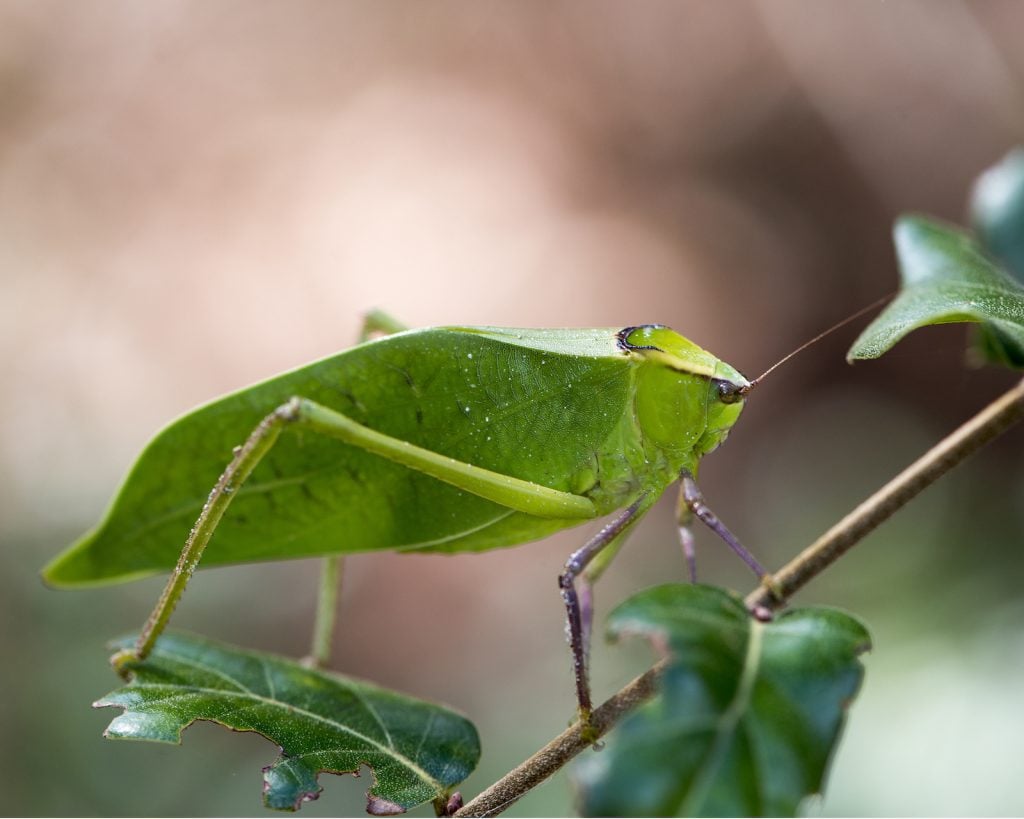 Closeup of Katydid Insect on a tree branch