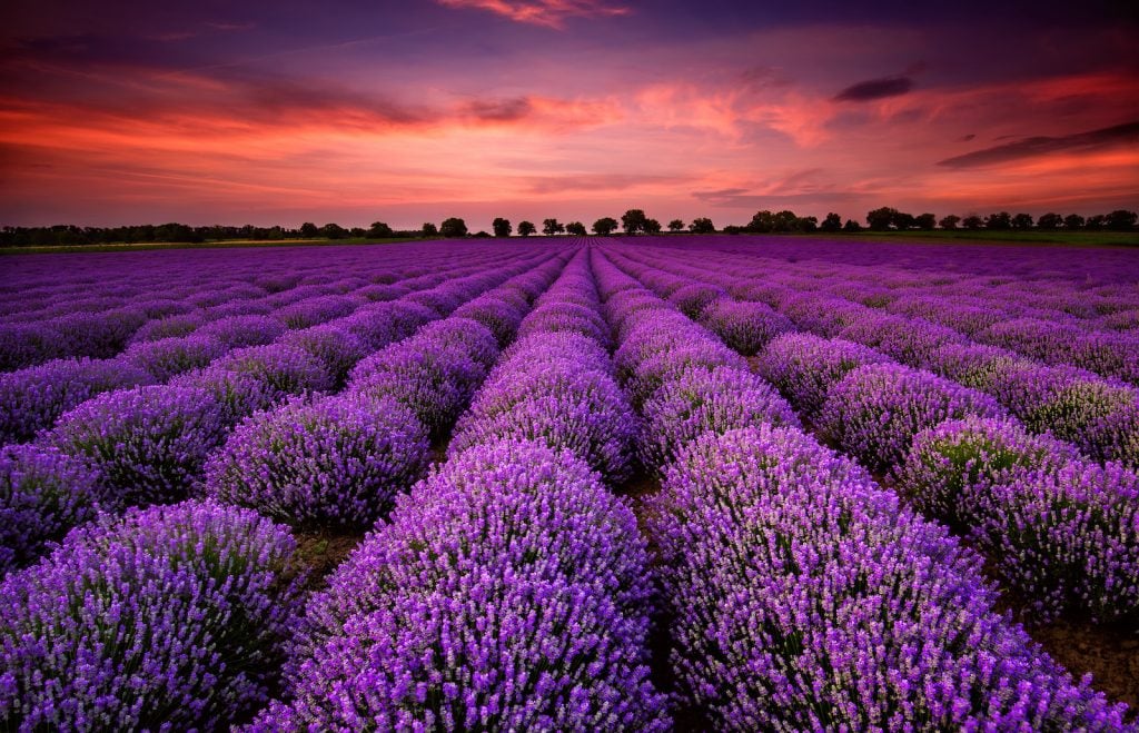 Lavender field in bloom standing in the sunset
