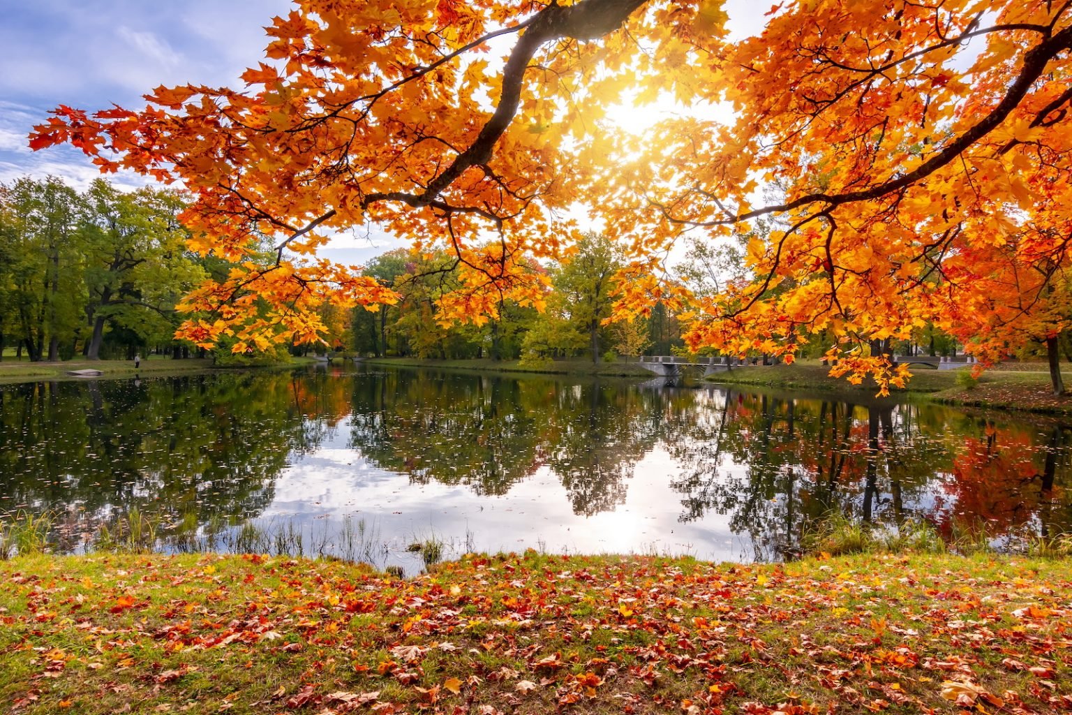 200+ Things That Are Orange in Nature (Full List and Photos) | Color ...