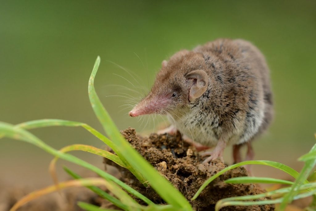 Close up of small lesser white-toothed shrew standing on a small pile of dirt surrounded by green grass