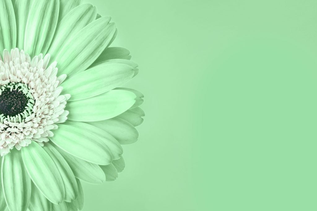 Closeup green mint colored gerbera daisy flower with white center on a green background