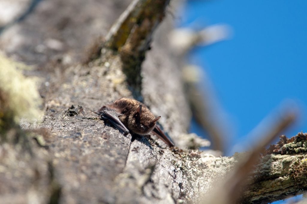 Little brown myotis lucifugus in a tree