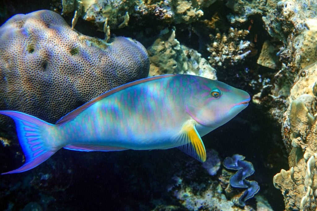 Longnose parrotfish aka Hipposcarus Harid near coral reef