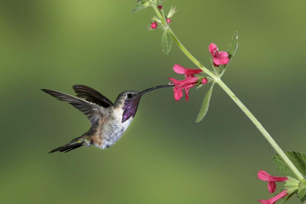 Adult male Lucifer Hummingbird in front of small flower drinking its nectar