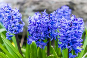 200+ Things That Are Blue in Nature (Full List and Photos) | Color Meanings