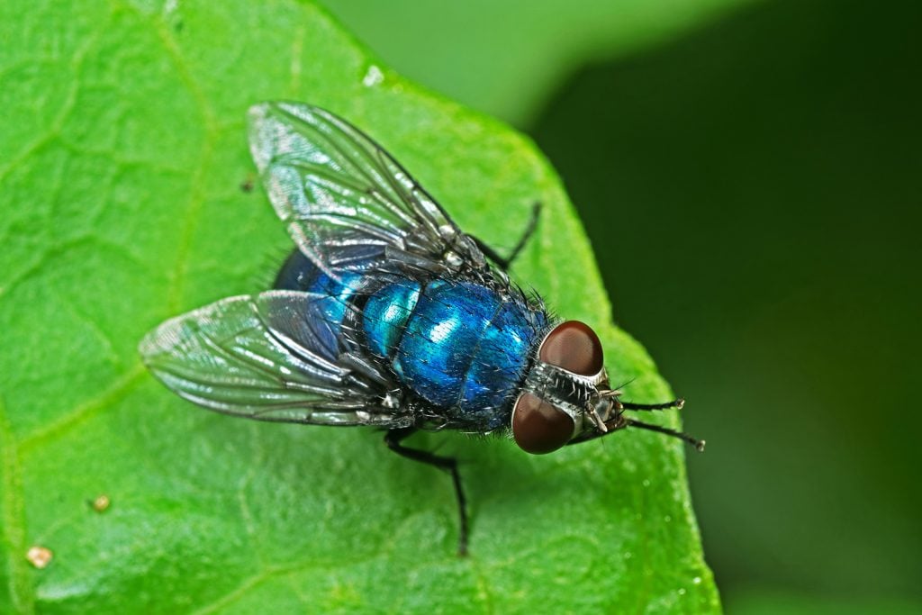 Macro photo of blue bottle house fly on a green leaf