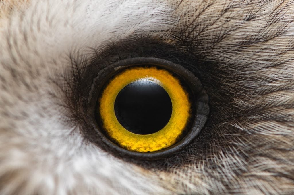 Macro photo of owls yellow eye close up