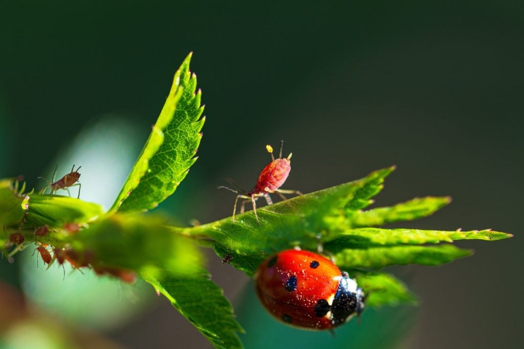 Macro photograph of ladybug and red aphids on green leaves