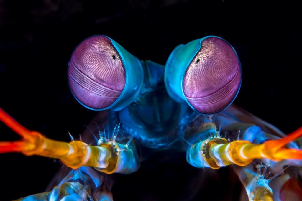 Underwater macro photography of mantis shrimp eyes