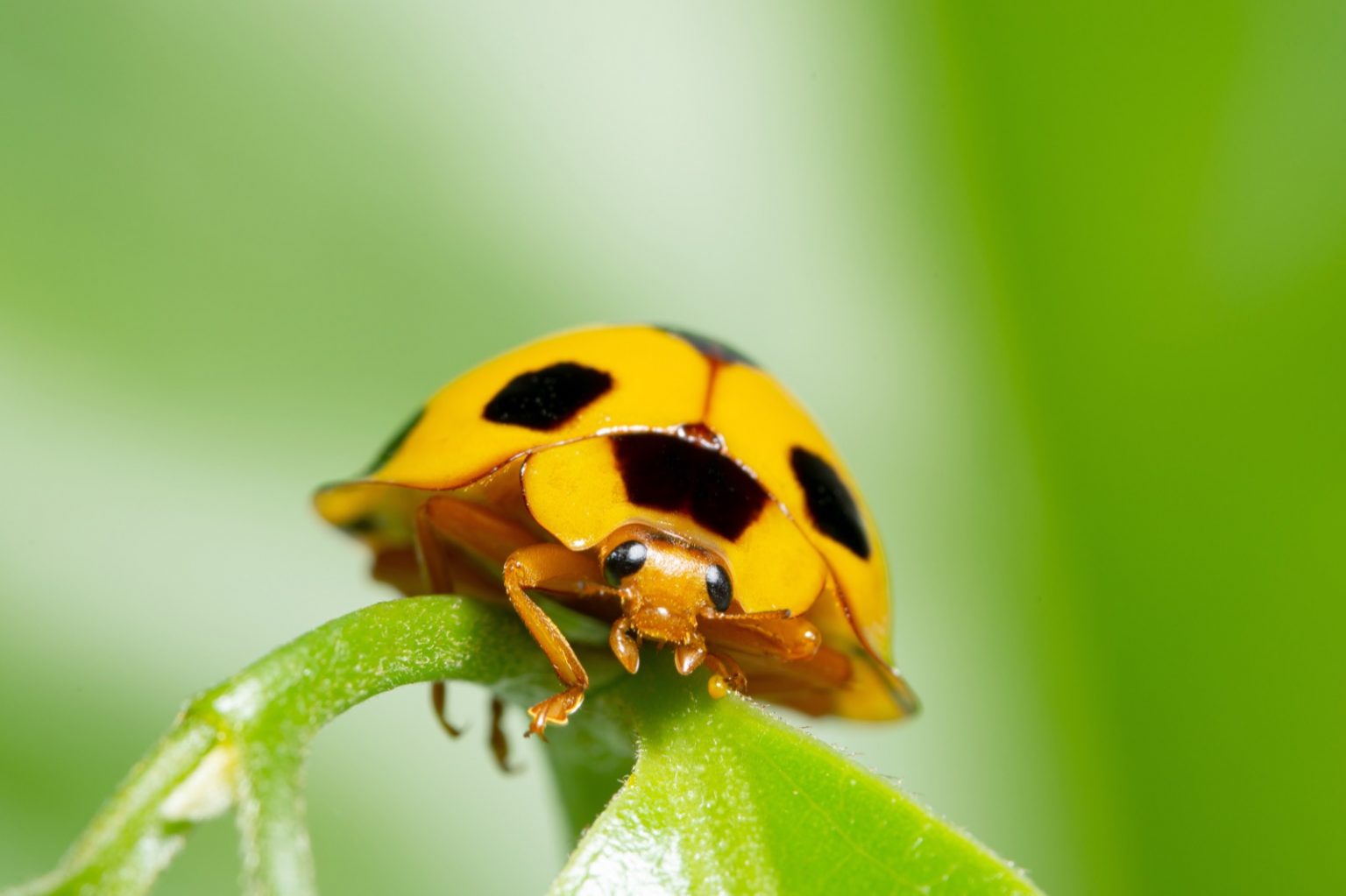 143 Things That Are Yellow in Nature (Photos)