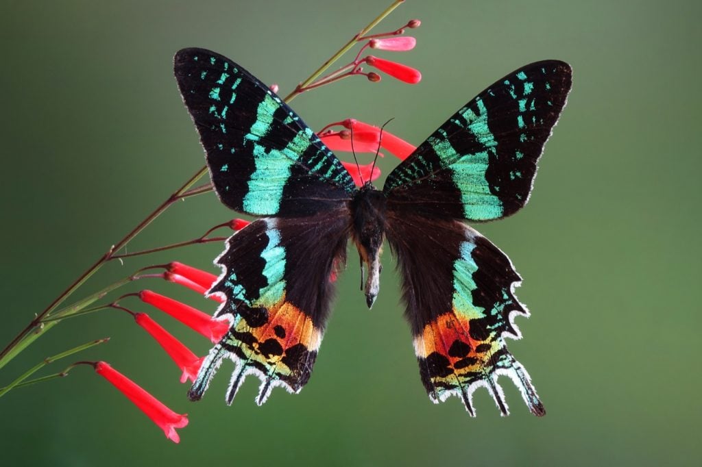 Madagascan sunset moth aka Chrysiridia Rhipheus on a flower