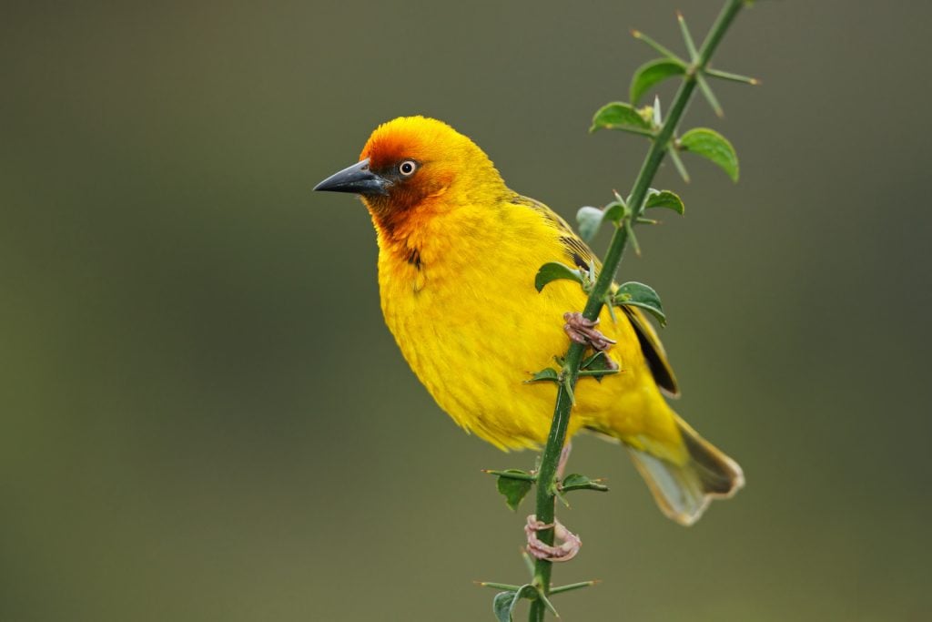 closeup of male cape weaver perched on a branch